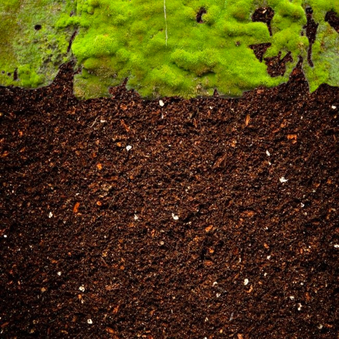 ��������дʵ��