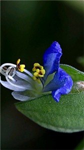 统一壁纸手机版 统一壁纸手机版