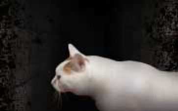 翌日绝叫死人 手机版