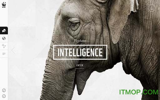 WWF Togethe(野生动物折纸)