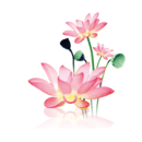 ˮī������app