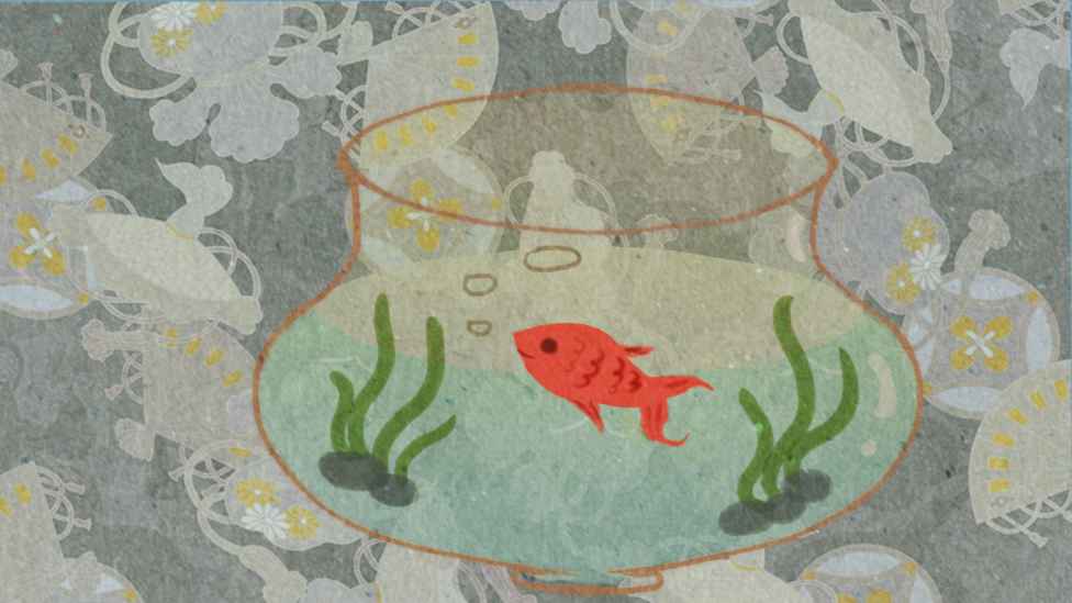 yuuufeedingplan(鱼悠悠养成计划)