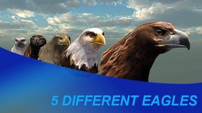 猎鹰之旅模拟器2025