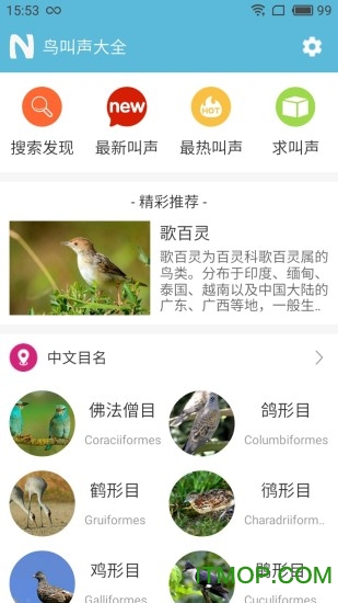 画眉鸟叫声大全