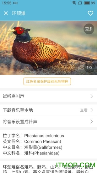 画眉鸟叫声大全